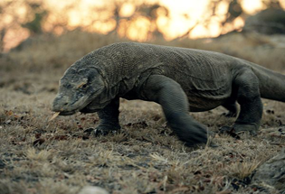 Komodo, Binatang Purba yang Istimewa