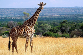 Safari-Safari Terbesar di Dunia
