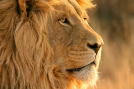 7 Fakta Unik Tentang Singa