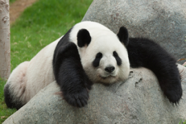 10 Fakta Unik tentang Hewan Panda yang Lucu