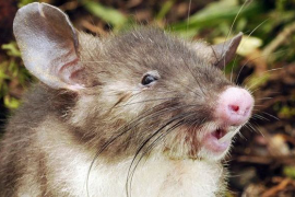 Tikus Hidung Babi, Spesies Baru dari Sulawesi