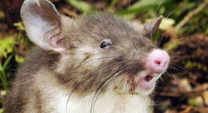 Tikus Hidung Babi, Spesies Baru dari Sulawesi