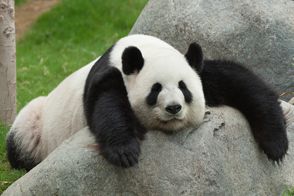 10 Fakta Unik Tentang Hewan Panda Lucu Galeri Inspirasi Soliter