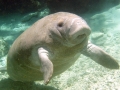 manatee