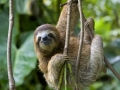 Three Toed Sloth