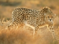 5. Asiatic Cheetah