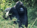 3. Gorilla Gunung