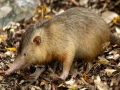 7. Solenodon