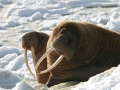 6. Pacific Walrus