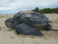 4. Penyu Leatherback