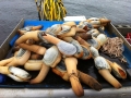 Geoduck