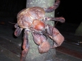 Giant Coconut Crab