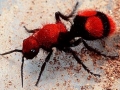 Red Velvet Ant