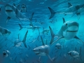 1. Ada lebih dari 400 spesies hiu di lautan