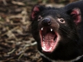 Tasmania Devil