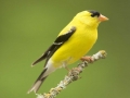 America Goldfinch