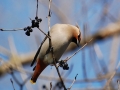 Bohemian Waxwing