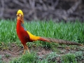 Golden Pheasant