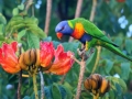 Rainbow Lorikeet