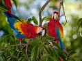 Scarlet Macaw