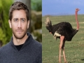 Burung Unta – Jake Gyllenhaal