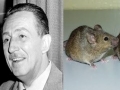 Tikus – Walt Disney