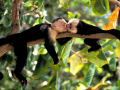 Monyet Capuchin