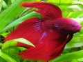 Betta Fish