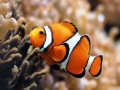 Clownfish