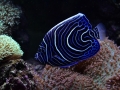 Juvenile Emperor Angelfish