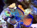 Mandarin Fish