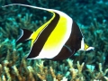 Moorish Idol