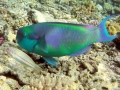 Rainbow Parrot Fish