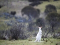 Kanguru Albino