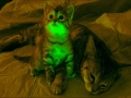 Kucing 'Glow In The Dark'