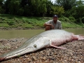 Alligator Gar