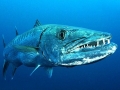 Great Barracuda