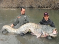 Wels Catfish