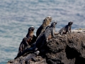6. Kepualan Galapagos