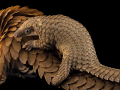 African White-Bellied Tree Pangolin