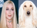 10. Cher – Anjing