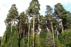 Jelajah Wisata Hutan Pinus