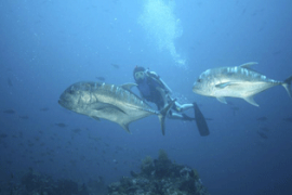 Diving Spot Menantang ala Teluk Belongas