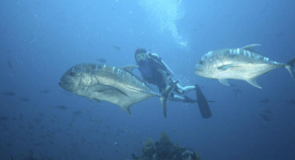 Diving Spot Menantang ala Teluk Belongas