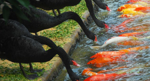 Angsa Hitam dan Ikan Koi yang Saling Mengasihi