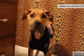 Video Anjing yang Diselamatkan Ini Memberi Pesan yang Luar Biasa!