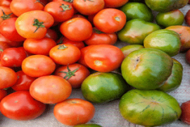Transaksi Tomat Merah vs. Tomat Hijau