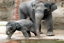 Gajah di Kebun Binatang