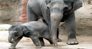 Gajah di Kebun Binatang